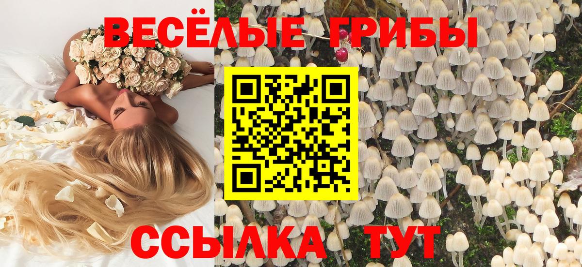 Грозный  Псилоцибиновые грибы Psilocybine cubensis  Псилоцибиновые грибы Cubensis  Вход с VPN 
